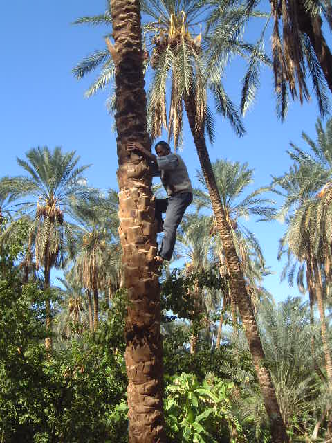 Man climbing Palm tree